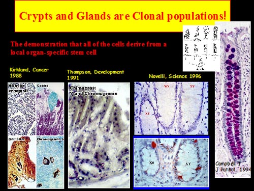 crypts and glands 